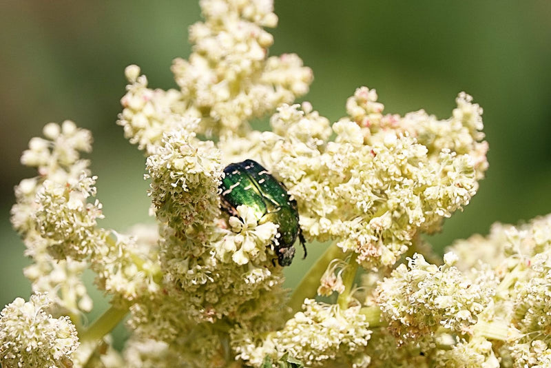 Een metaalgroene koninginnenpage zit op een lichte bloem en foerageert op de bloeiwijze.