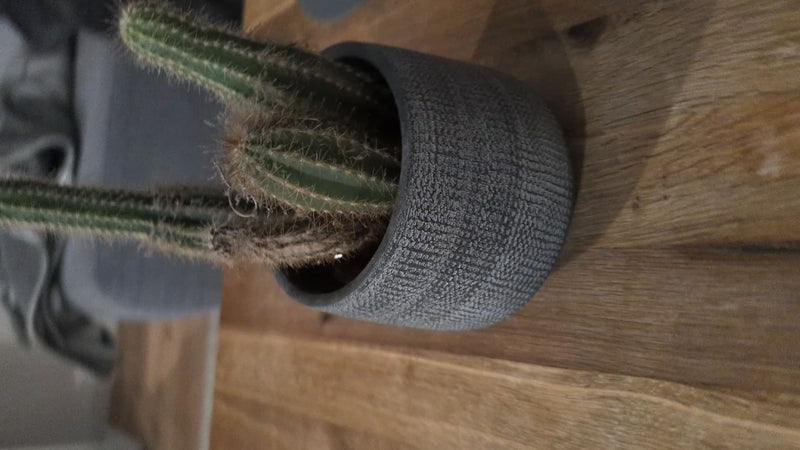 Gouden cactus — Bild 1