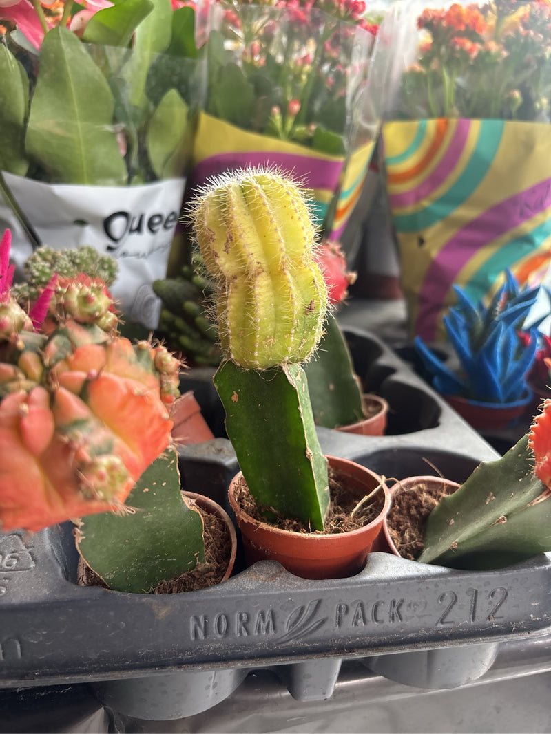 Te zien is een geënte gouden rattenstaartcactus in een kleine pot. De gelige plant staat op een zwarte transporttray.