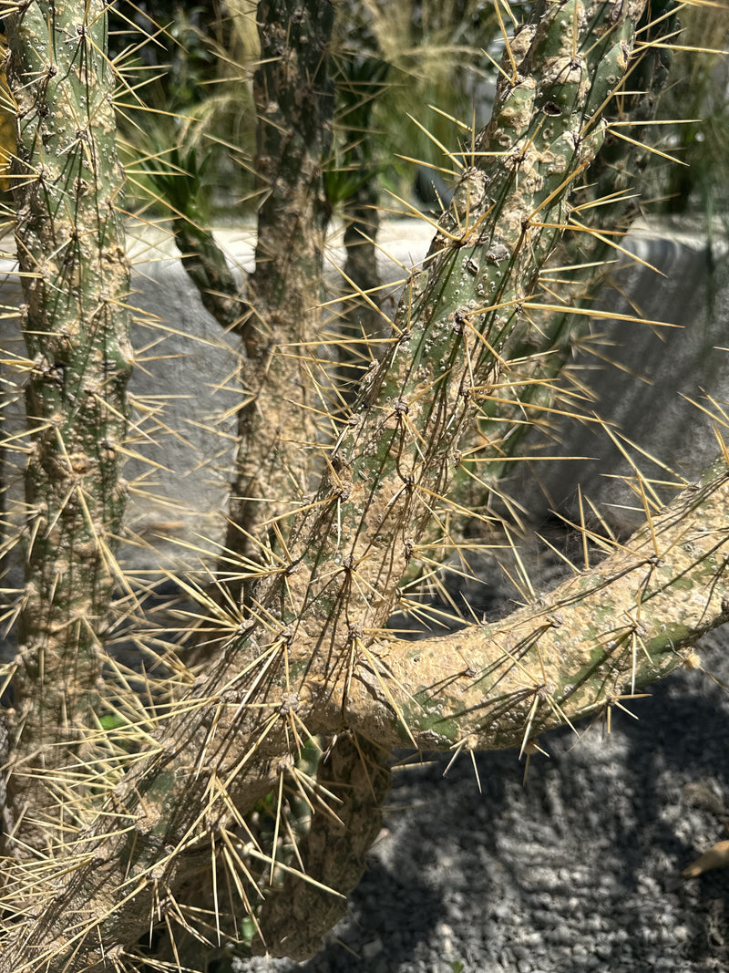 De doornige, vlezige stengels van een gouden rattenstaartcactus zijn te zien die elkaar kruisen boven een grindbed. De plant toont zijn typische lange, gelig...