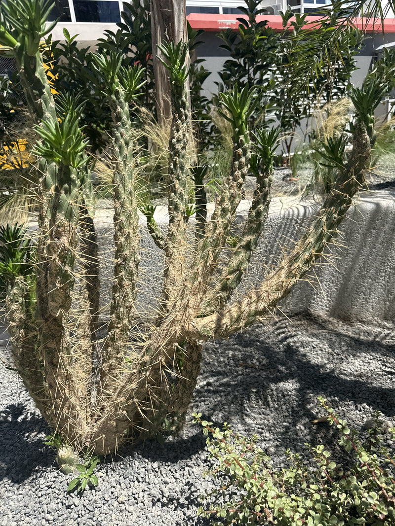 Gouden cactus — foto 1 van 6