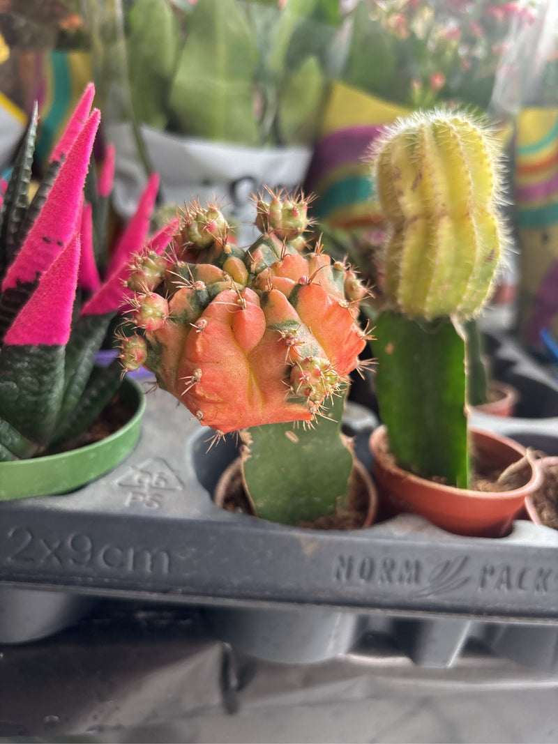 Gouden cactus — foto 4 van 6