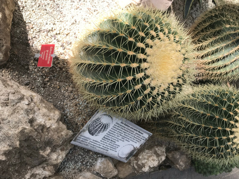 Goudbolcactus (jonge vorm) — foto 3 van 7