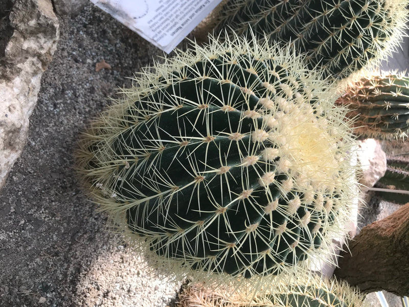 Goudbolcactus (jonge vorm) — foto 1 van 7