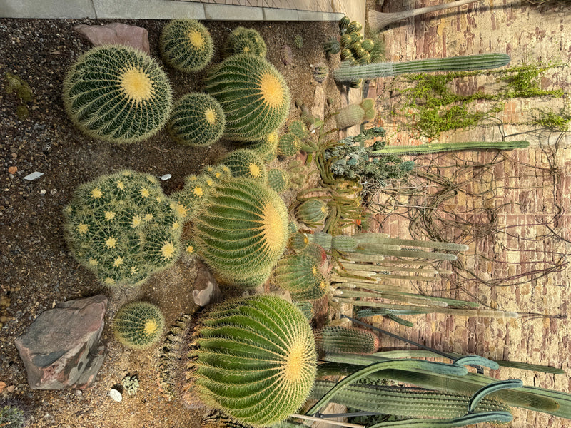 Verschillende bolvormige goudkaktussen met geelachtige doorns groeien samen met zuilcactussen in een grindperk voor een bakstenen muur.