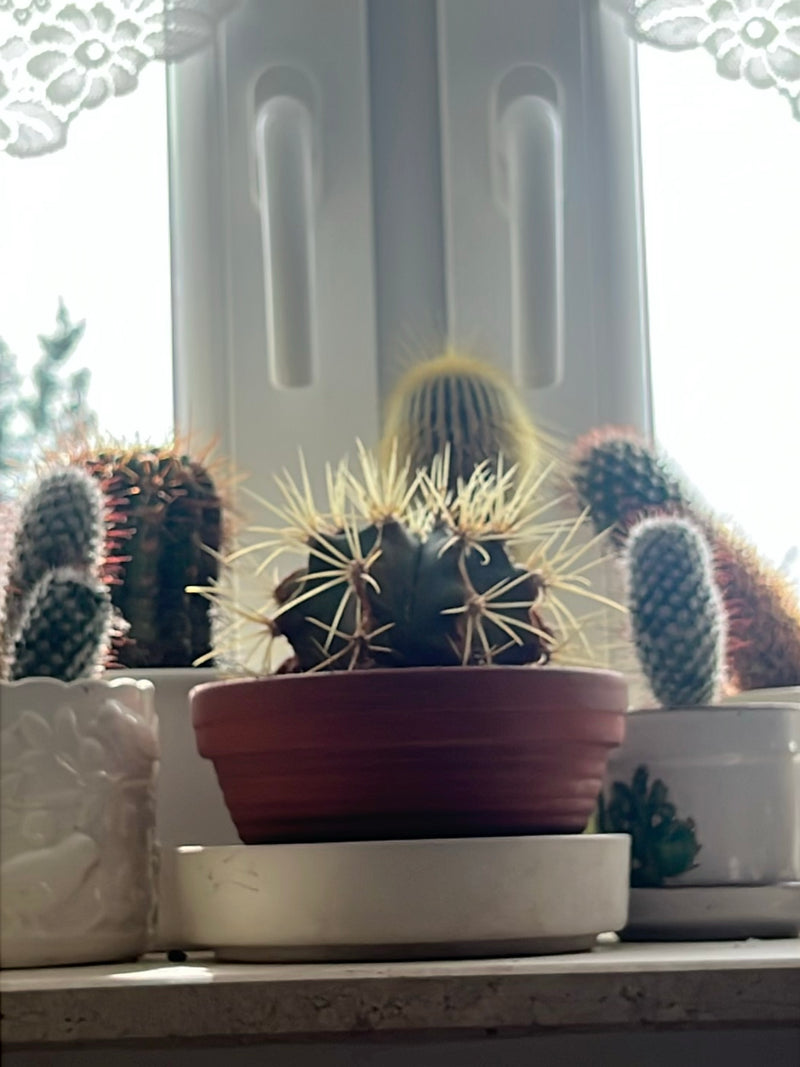 Goudbolcactus (jonge vorm) — foto 5 van 7