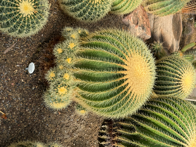 Een grote goudvatcactus (Echinocactus grusonii) met dichte gele doorns en kleinere zijscheuten van bovenaf gezien.