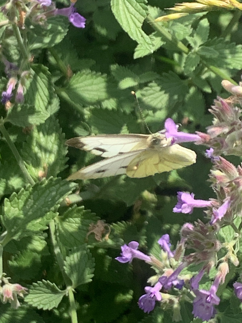 Groen geaderde witte vlinder — foto 3 van 9