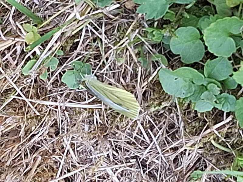 Groen geaderde witte vlinder — foto 1 van 9