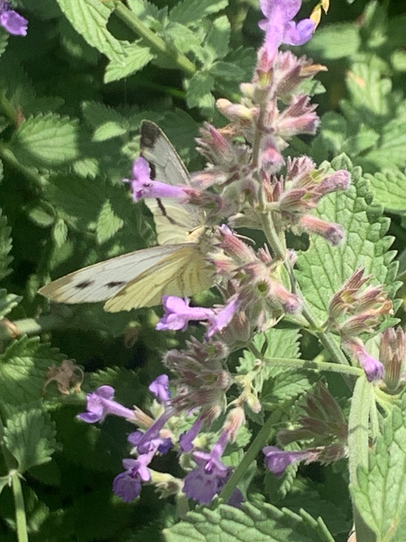 Groen geaderde witte vlinder — foto 2 van 9