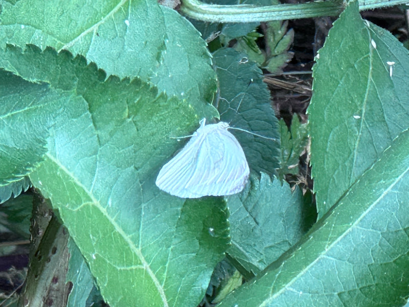 Groen geaderde witte vlinder — foto 5 van 9