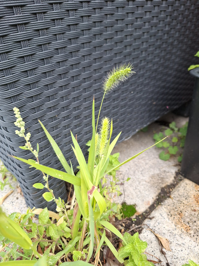 Grüne Borstenhirse — Bild 2