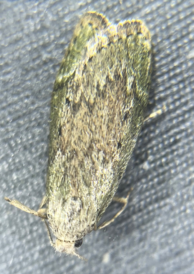 Groene eikenmotten — Bild 1