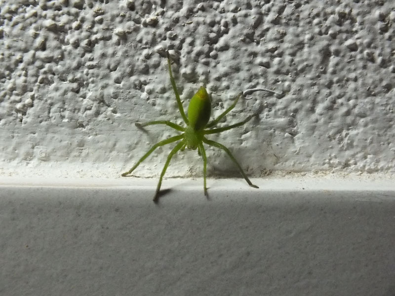 Groene scurry-spin — Bild 1