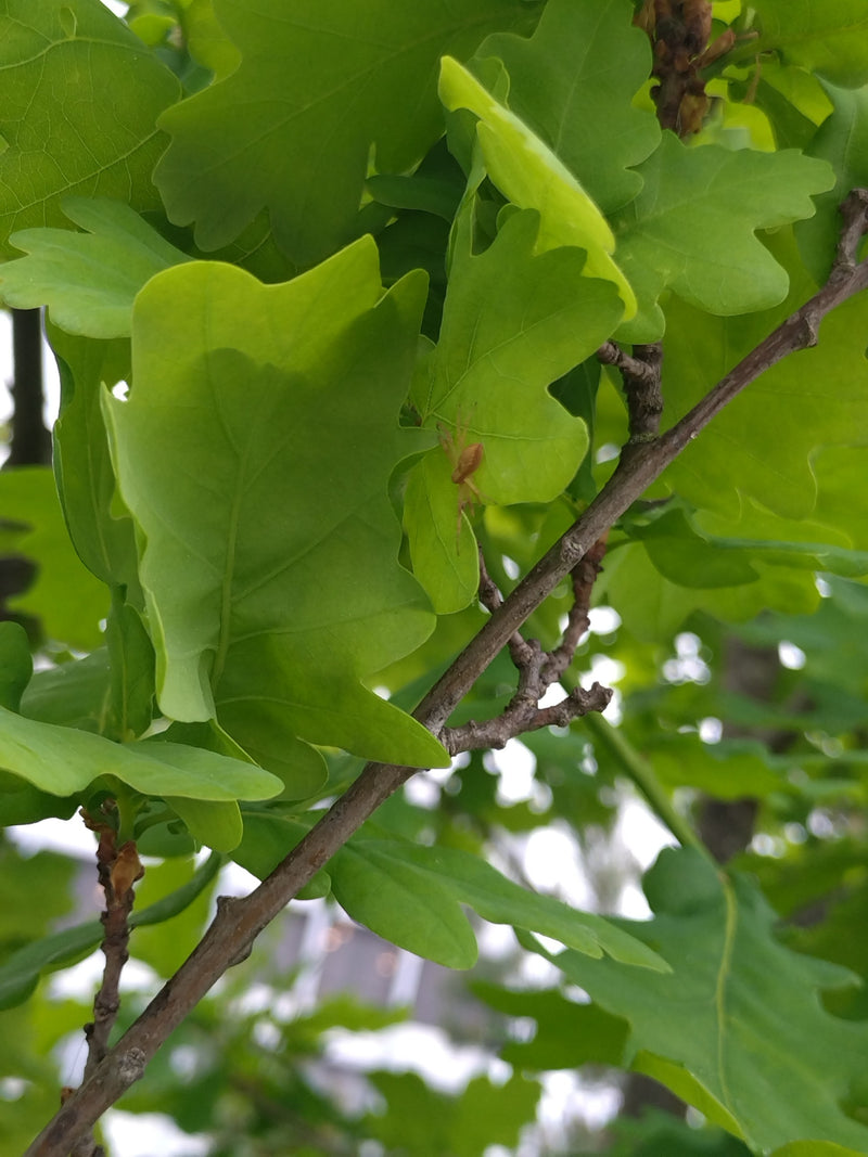 Groene krabspin — Bild 1
