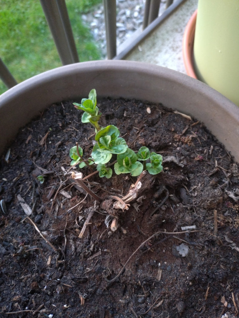 Groene munt — Bild 1