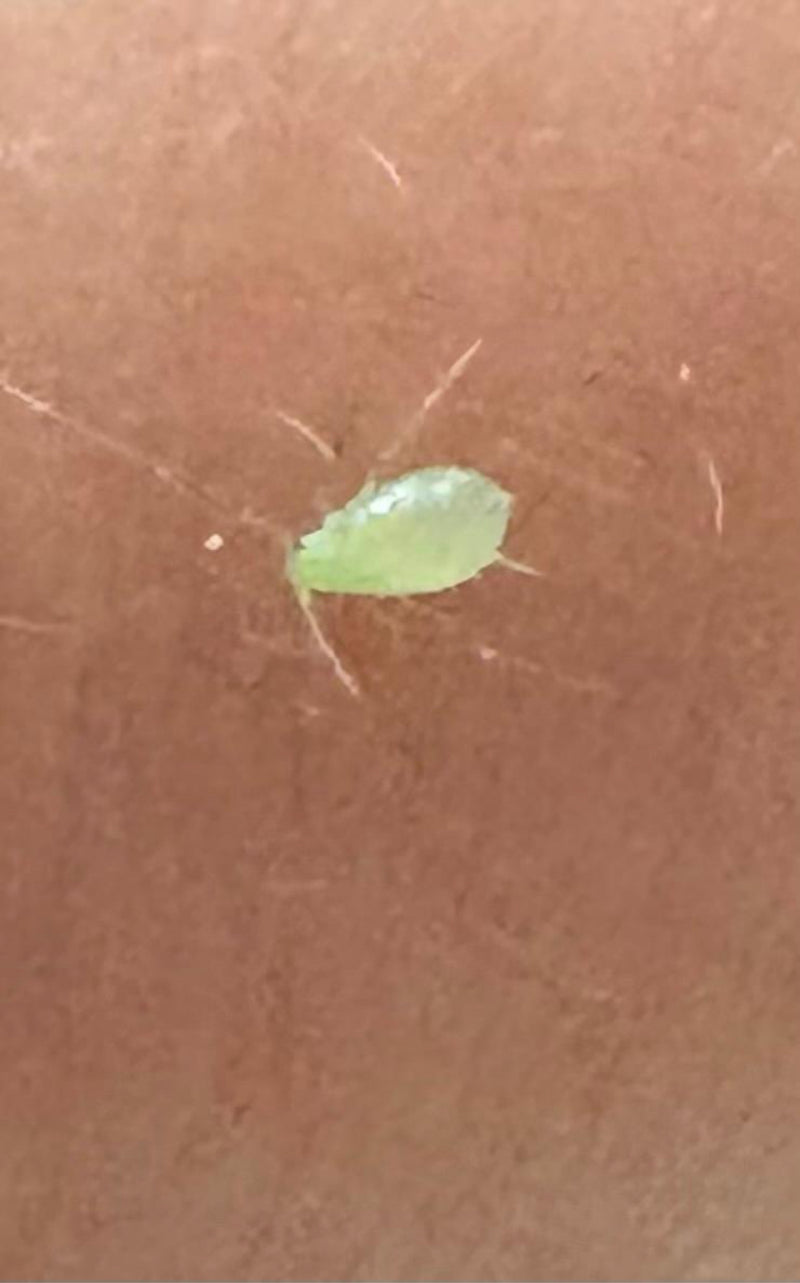 Groene perzikluis — Bild 3