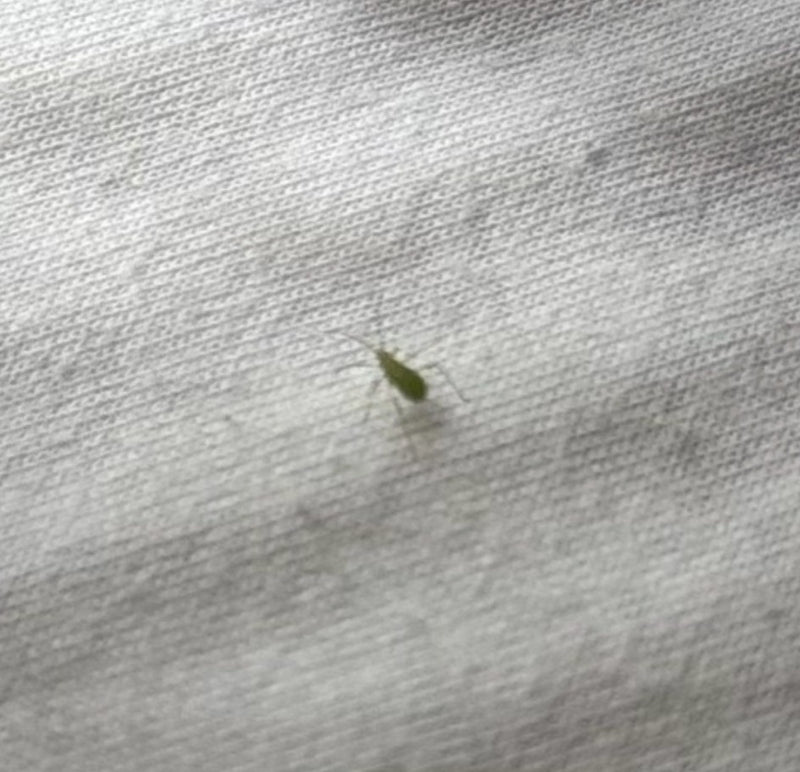 Groene perzikluis — Bild 1