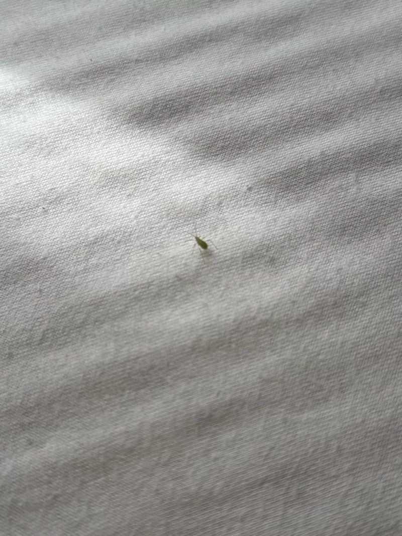 Groene perzikluis — Bild 2