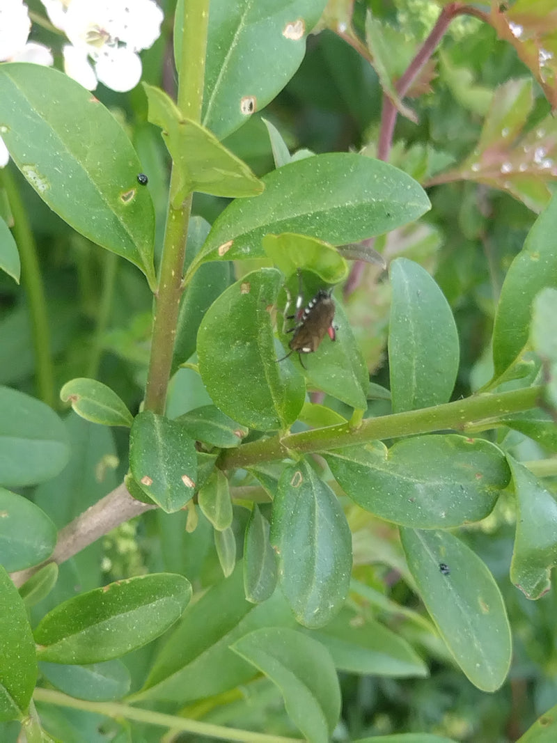 Groene stinkwants (nimf) — Bild 1