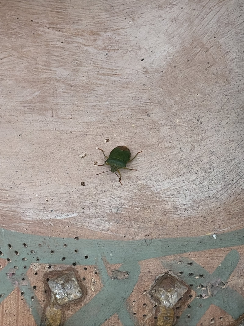 De afbeelding toont een nimf van de groene stinkwants op een gestructureerde ondergrond. Het insect is van bovenaf te zien.