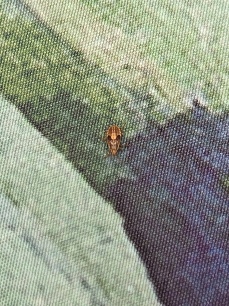 De afbeelding toont een nimf van de groene stinkwants op een patroon van een textieloppervlak. Het insect toont zijn kenmerkende jeugdvorm.