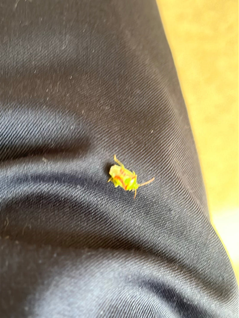 Een nimf van de groene stinkwants zit op een donkere stoffen ondergrond. Het jonge insect is goed zichtbaar.
