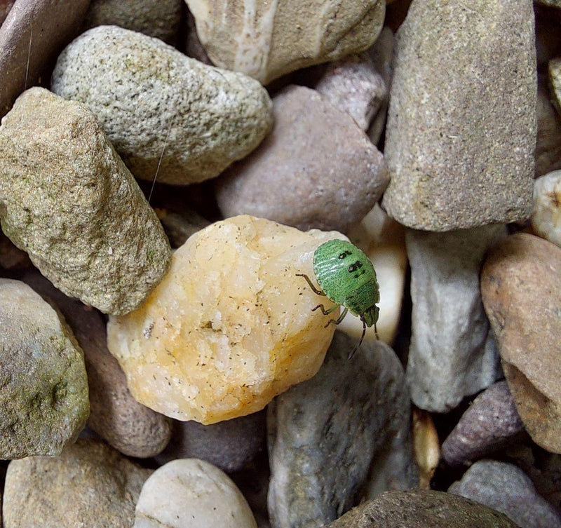 Een groene nimf van de groene stinkwants zit op een lichte steen te midden van grind.
