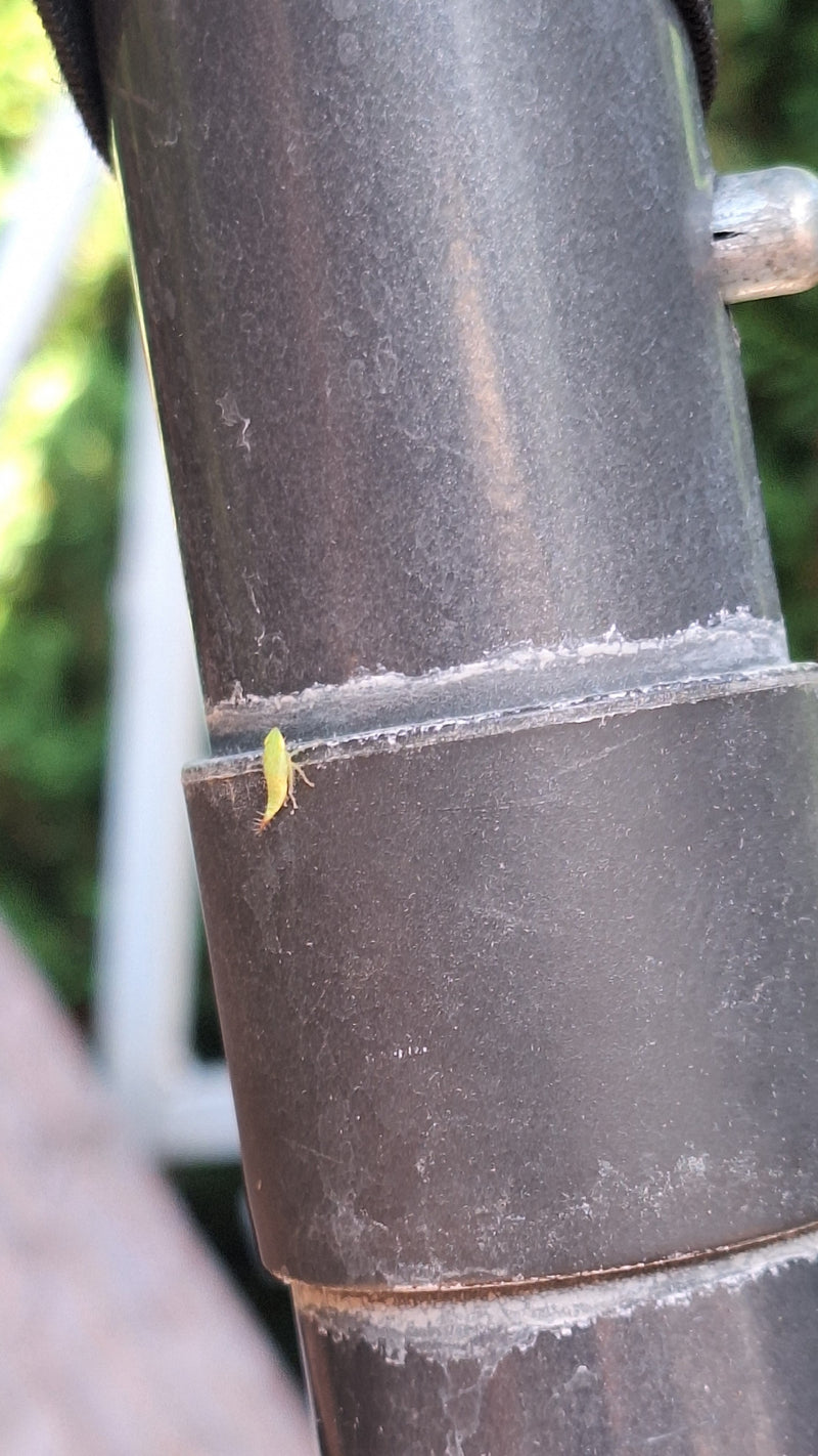 Groene cicade — Bild 1