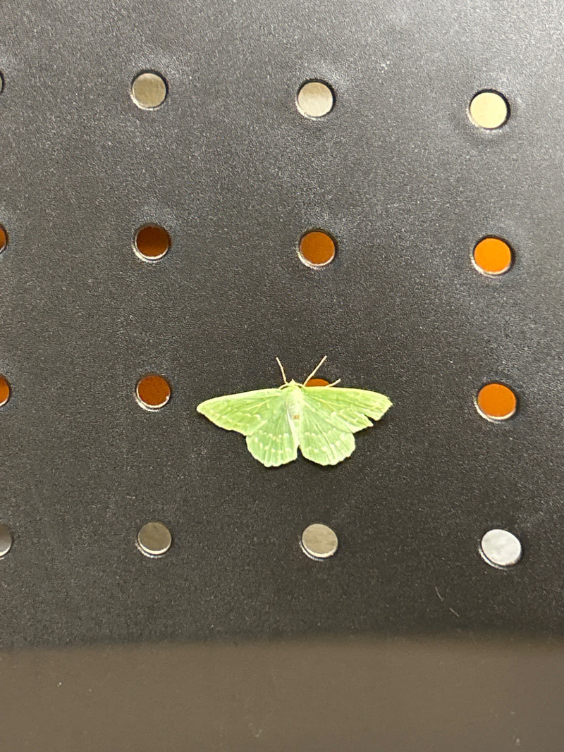 Groene bladmot — Bild 1