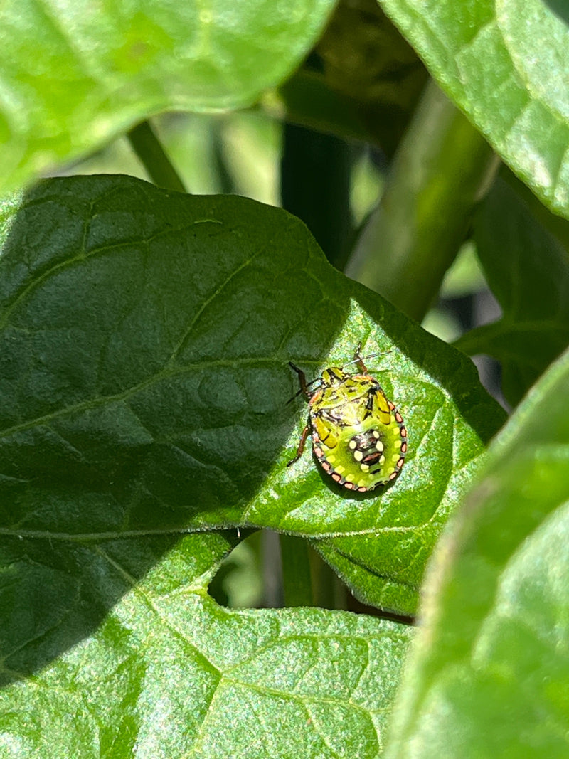 Een nimf van de zuidelijke groene schildwants rust in het zonlicht op een groen blad.