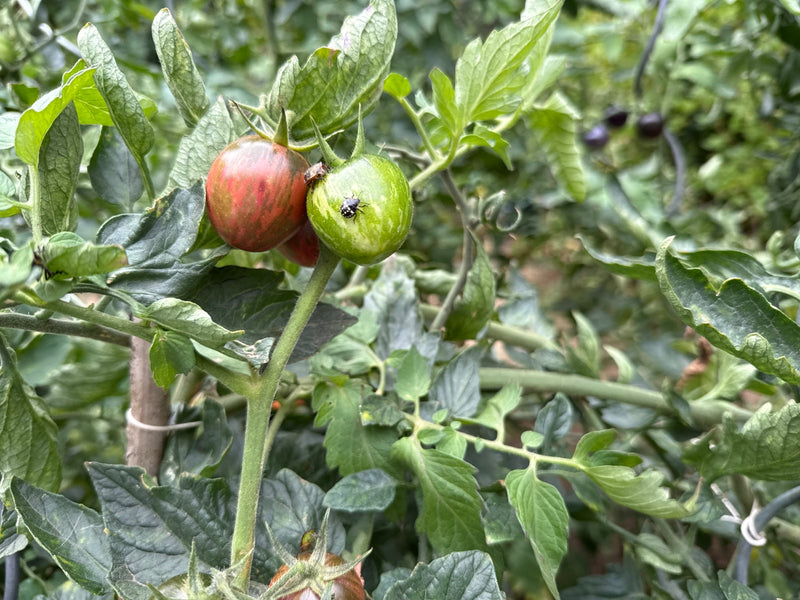 Groene rijstwantsnimf — foto 2 van 21