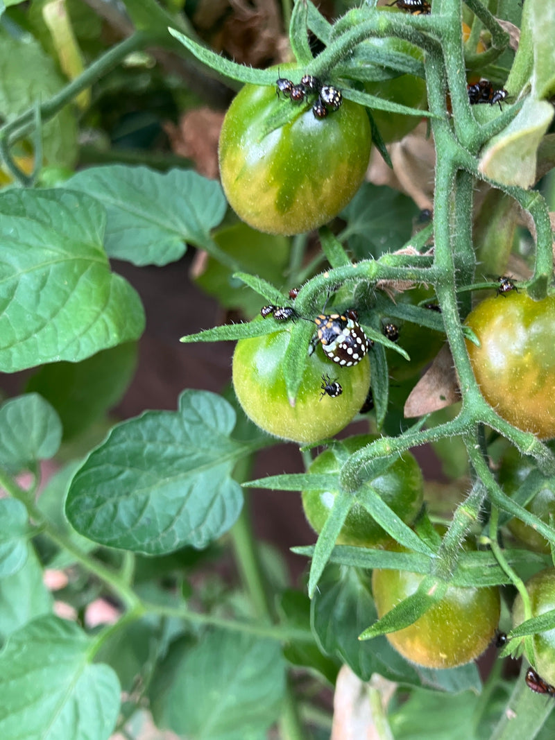 Groene rijstwantsnimf — foto 3 van 21