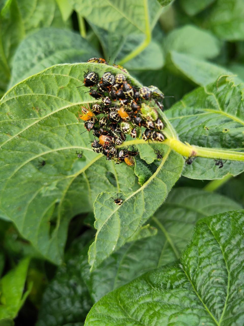 Groene rijstwantsnimf — foto 1 van 21