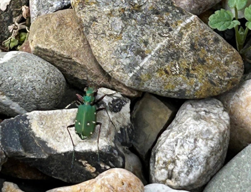 Groene tijgerkever — Bild 1