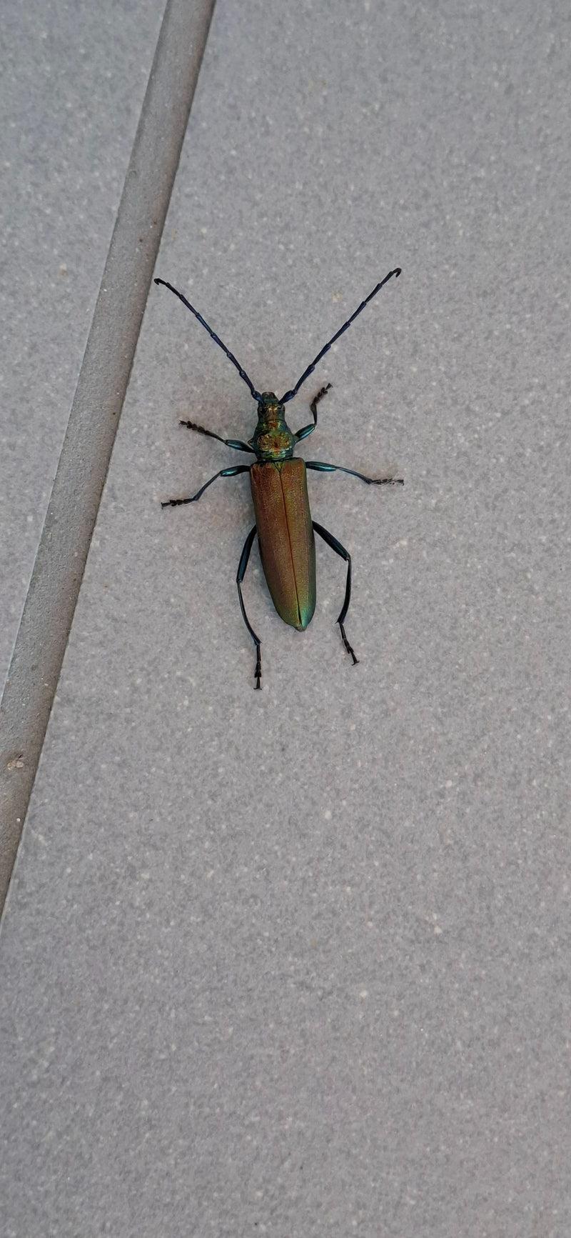 Groene Schmalbock — Bild 1