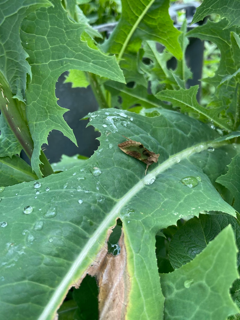 Groene opwinder — Bild 1