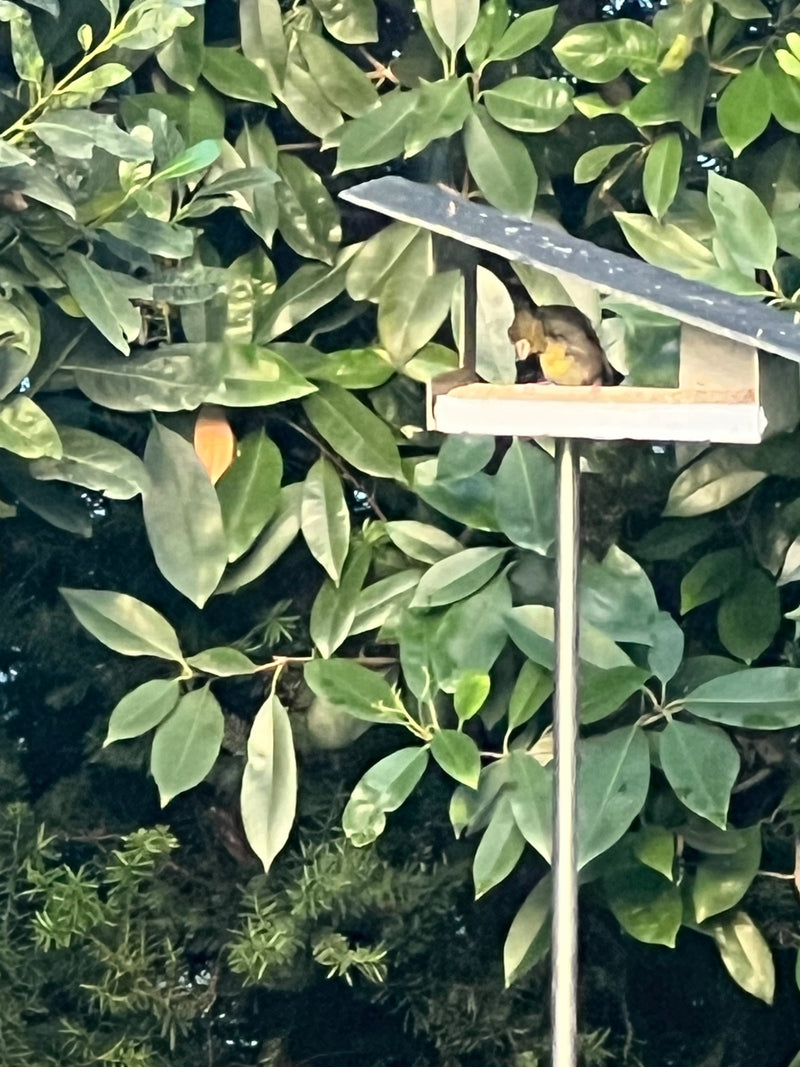 Een groenling zit in een klein vogelvoederhuisje dat voor een dichte haag is geplaatst. De vogels rusten in de schaduw van het dak.