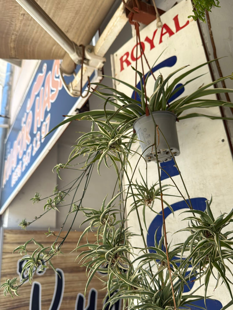 Te zien is een hangende graslilie in een pot met talrijke uitlopers. De plant hangt voor een lichte muur met borden.