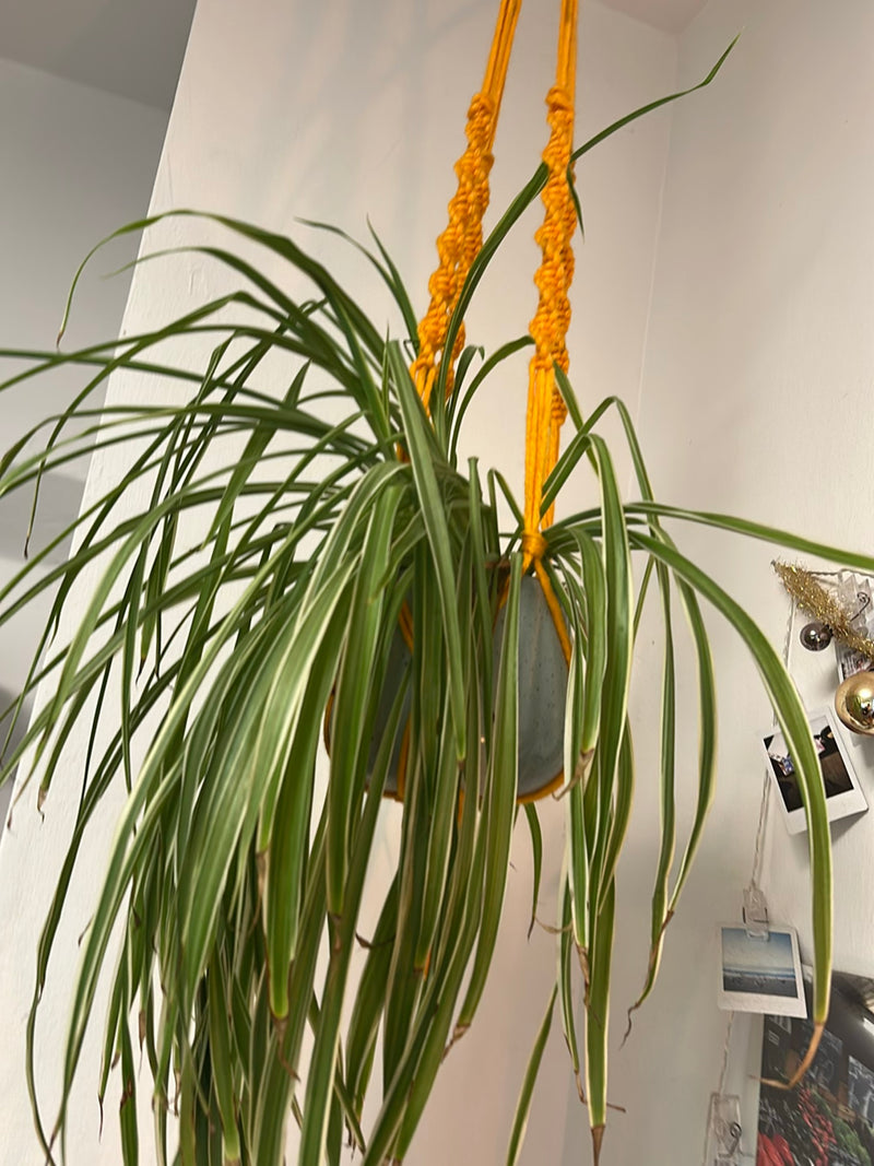 Te zien is een prachtige graslilie in een hangpot voor een witte muur. De lange, groen-wit gestreepte bladeren hangen typisch naar beneden.