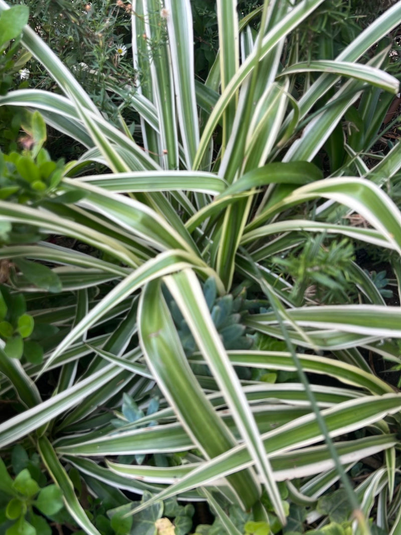 Te zien is een weelderige graslilie met haar kenmerkende langwerpige, wit-groen gestreepte bladeren. De plant groeit in een dichte pol buiten.
