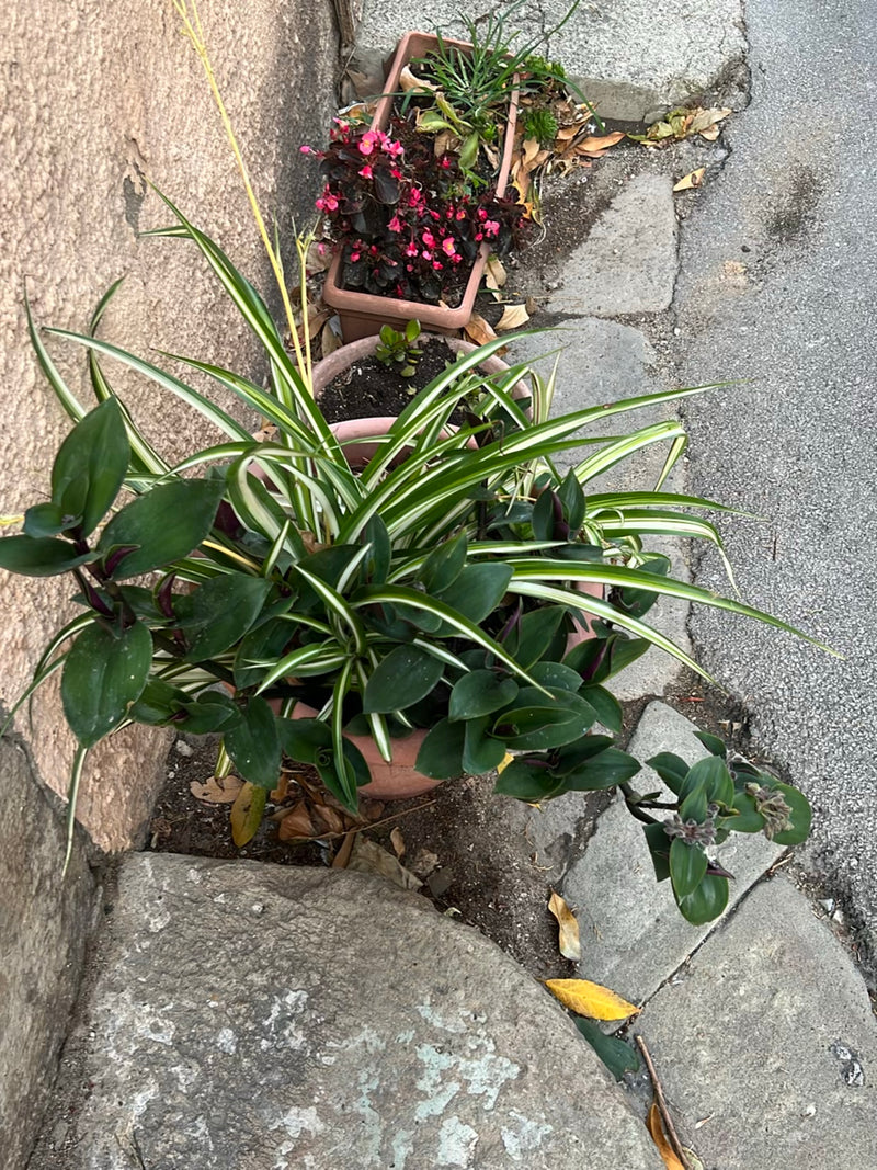 Een graslelie is te zien in een bloempot die op de grond naast een huismuur staat. De typische wit-groen gestreepte bladeren groeien dicht uit de pot.