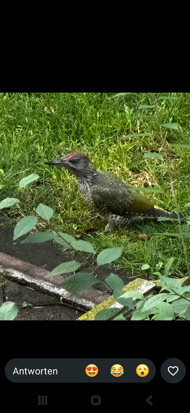 Een jonge groene specht zit op de grond in het groene gras. Zijn verenkleed vertoont al kenmerkende groenachtige en gevlekte kenmerken.