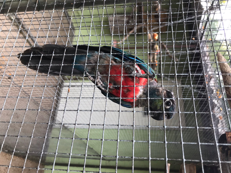 Groenwang-roodstaartparkiet — foto 1 van 9