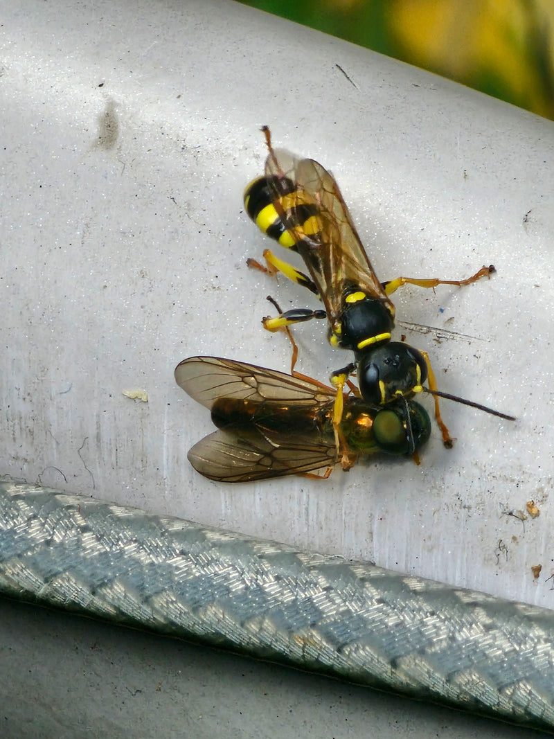 Grabwespe (Gattung Ectemnius) — foto 1 van 2