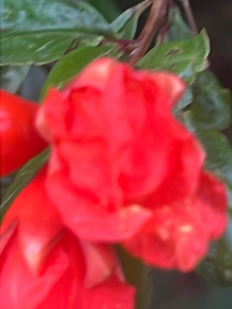 granaatappel — Bild 1