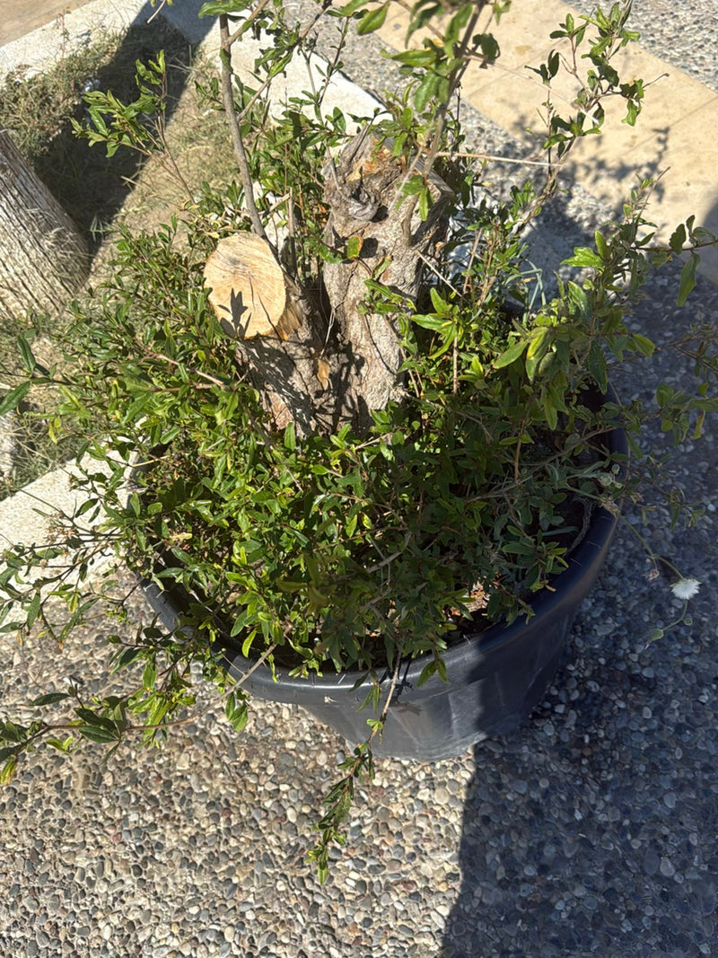 Te zien is een granaatappelboom die groeit in een zwarte pot met veel groene bladeren en een gesnoeide stam. De plant staat op een lichte stenen vloer.