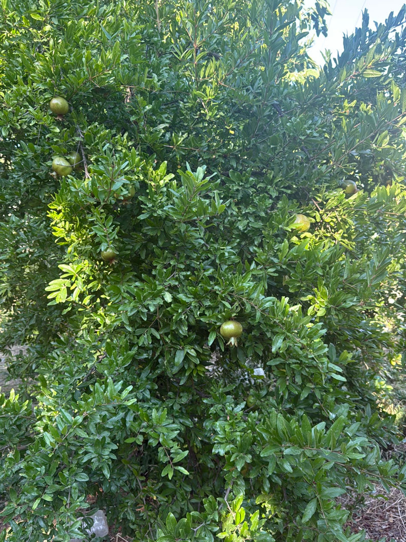 De afbeelding toont een weelderige granaatappelboom met dicht groen bladerdak en verschillende onrijpe vruchten eraan.
