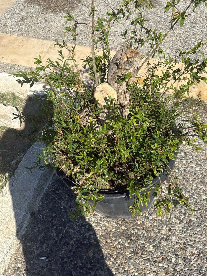 De afbeelding toont een granaatappelboom in een ronde plantenpot. De plant heeft veel groene bladeren en vers gesnoeide takken.