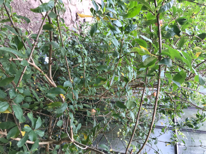 Een dichte struik met talrijke groene bladeren en vertakte takken is zichtbaar. De afbeelding toont typische structuren van een granaatappelboom.